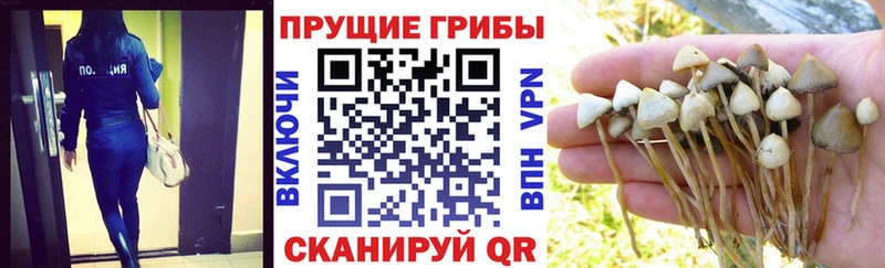 Псилоцибиновые грибы GOLDEN TEACHER  это состав  Новозыбков 