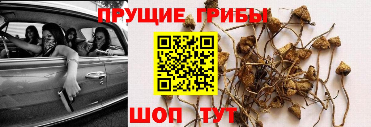 Псилоцибиновые грибы ЛСД Новозыбков